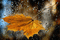 fond gif autumn automne - Gratis geanimeerde GIF geanimeerde GIF