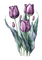 watercolor tulips Bb2 - GIF animado gratis