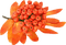Oranger Herbst - gratis png animeret GIF