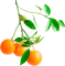 Oranges Branch - zadarmo png animovaný GIF