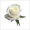 ruža - nemokama png animuotas GIF