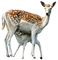 animais-l - Free PNG Animated GIF