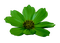 Flor verde - zdarma png animovaný GIF