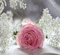 Background Rose - Darmowy animowany GIF animowany gif