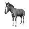 zèbre cheval/ HD - Δωρεάν κινούμενο GIF κινούμενο GIF