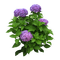 Arbusto con hortensias