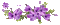Purple Flowers - Ingyenes animált GIF animált GIF