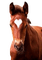 HORSE ●[-Poyita-]● - zadarmo png animovaný GIF
