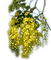 Rena yellow gelb tree transparent frühling - bezmaksas png animēts GIF