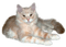 Tube Animaux Chat - gratis png geanimeerde GIF