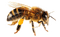 honey bee bp - PNG gratuit GIF animé