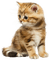 Y.A.M._Cat - ilmainen png animoitu GIF