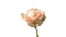rose gif - 免费动画 GIF 动画 GIF