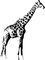 ŻYRAFA - Free PNG Animated GIF