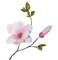 fleur*kn* - PNG gratuit GIF animé