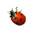 ladybug - kostenlos png Animiertes GIF