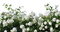 White roses - PNG gratuit GIF animé