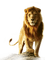 ♥ ANIMALS ♥ - 免费PNG 动画 GIF