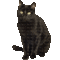 CUTE CAT - Безплатен анимиран GIF анимиран GIF