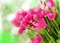 Kaz_Creations Deco  Flowers Backgrounds Background Colours - besplatni png animirani GIF