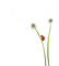 Dandelion.Flower.deco.Victoriabea - gratis png geanimeerde GIF