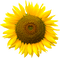 Kaz_Creations Deco Flowers Sunflower Flower - ilmainen png animoitu GIF