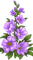 purple flowers - nemokama png animuotas GIF
