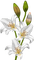 fleur-flower_fleurs-tube-lis-lily-decoration-white-blanc-image_Blue DREAM 70