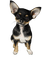chien dog - бесплатно png анимированный гифка