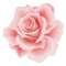 pink rose - besplatni png animirani GIF