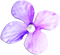 soave deco flowers scrap purple - Free PNG Animated GIF