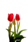 flower,tulip - png gratis GIF animado