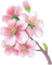 flowers - PNG gratuit GIF animé