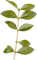 leaves-leaf-minou52 - bezmaksas png animēts GIF
