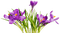 Flores moradas - darmowe png animowany gif