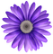 Kaz_Creations Deco Flower  Colours - png grátis Gif Animado