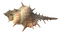 shell - Free PNG Animated GIF