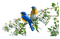 Kaz_Creations Birds Bird - bezmaksas png animēts GIF