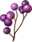branche fruits violets