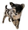 Chihuahua - png gratis GIF animado