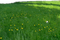 Gras - darmowe png animowany gif