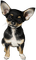 hund----dog - PNG gratuit GIF animé