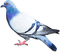 soave deco bird dove pigeon black white blue - PNG gratuit GIF animé