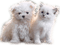 Kaz_Creations Animals Animal Dogs Dog Pup Cat Kitten - png gratis GIF animado