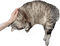 spike cat - Free animated GIF