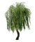 green willow tree sunshine3 - PNG gratuit GIF animé