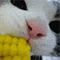 Cat Eating Corn - GIF animé gratuit GIF animé