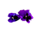 Flowers - kostenlos png Animiertes GIF