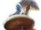 ALICE IN WONDERLAND CATER PILLAR - 免费PNG 动画 GIF