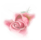 rose rose.Cheyenne63